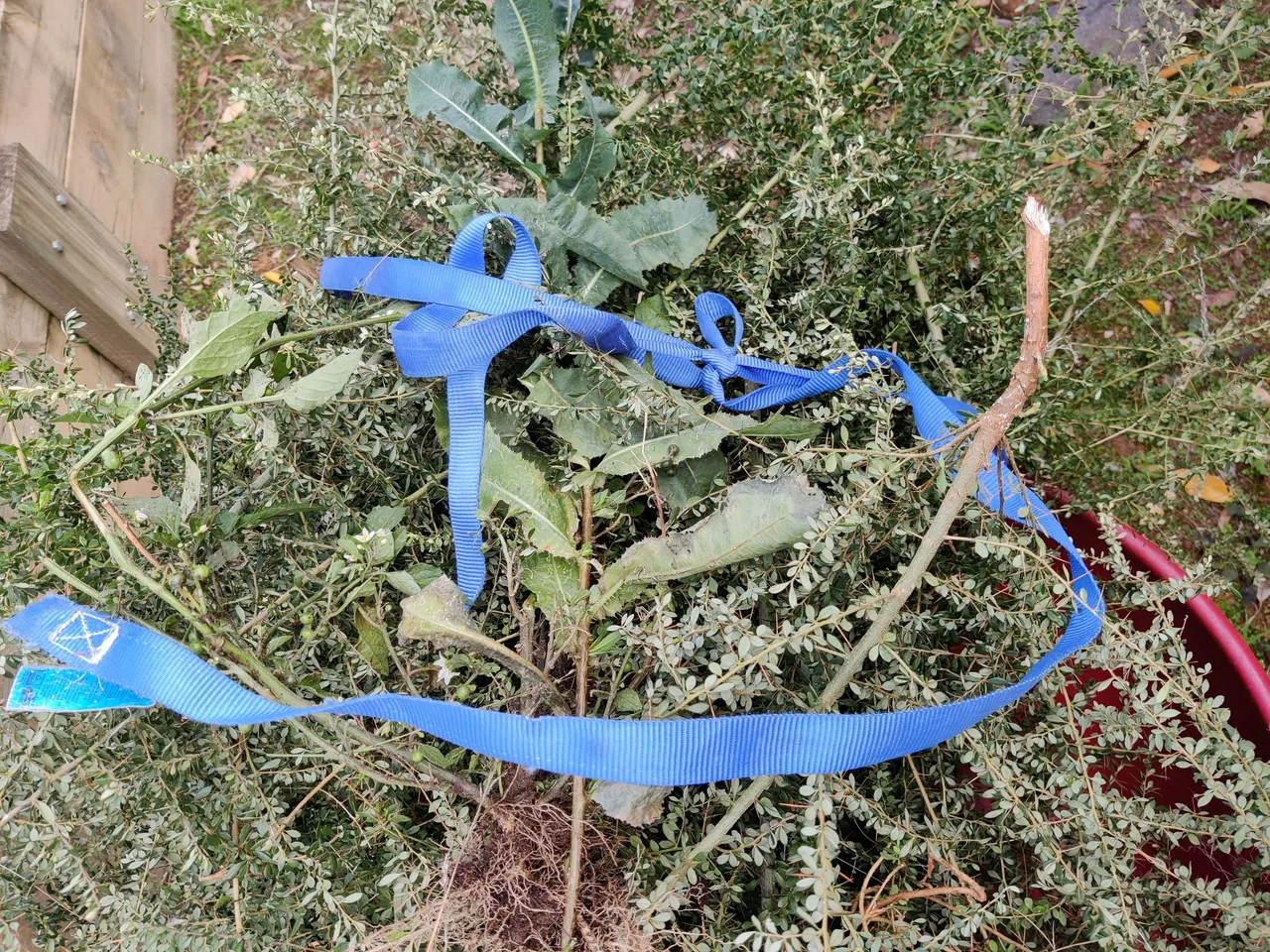 Passionfruit and Prickle Bushes.jpg