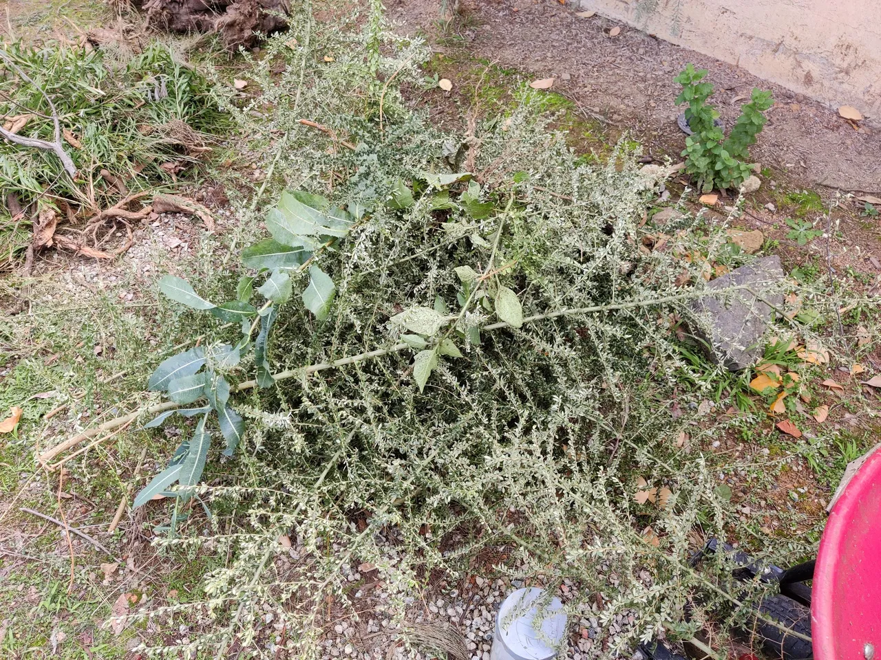 Passionfruit and Prickle Bushes.jpg