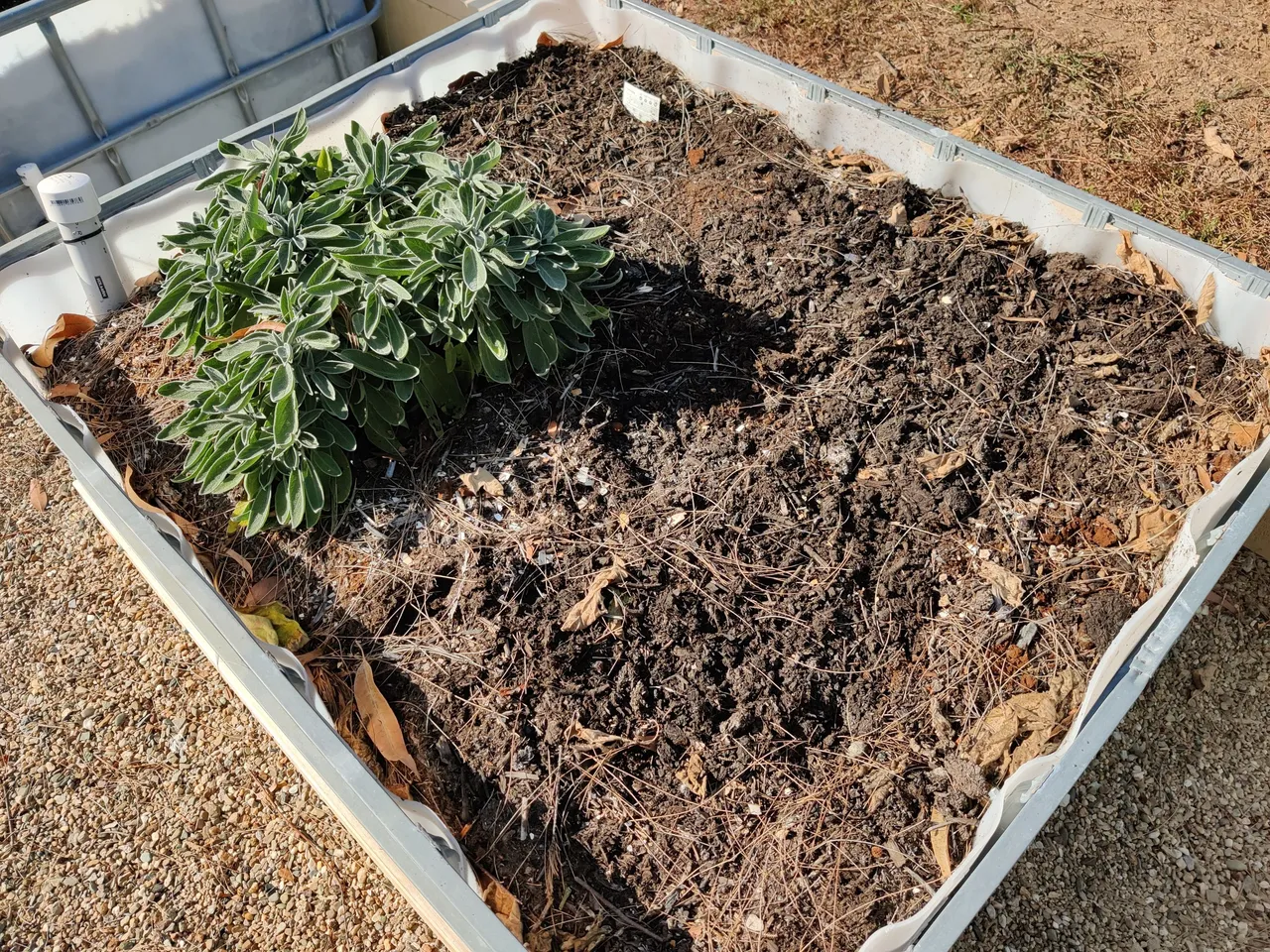 Getting the seeds in!.jpg