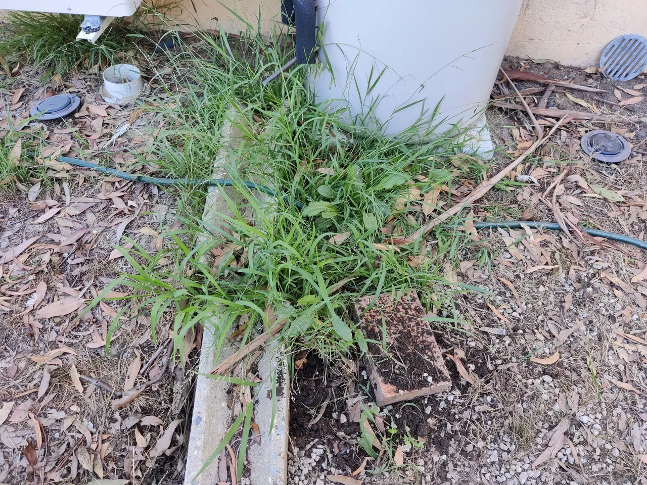Getting the seeds in!.jpg