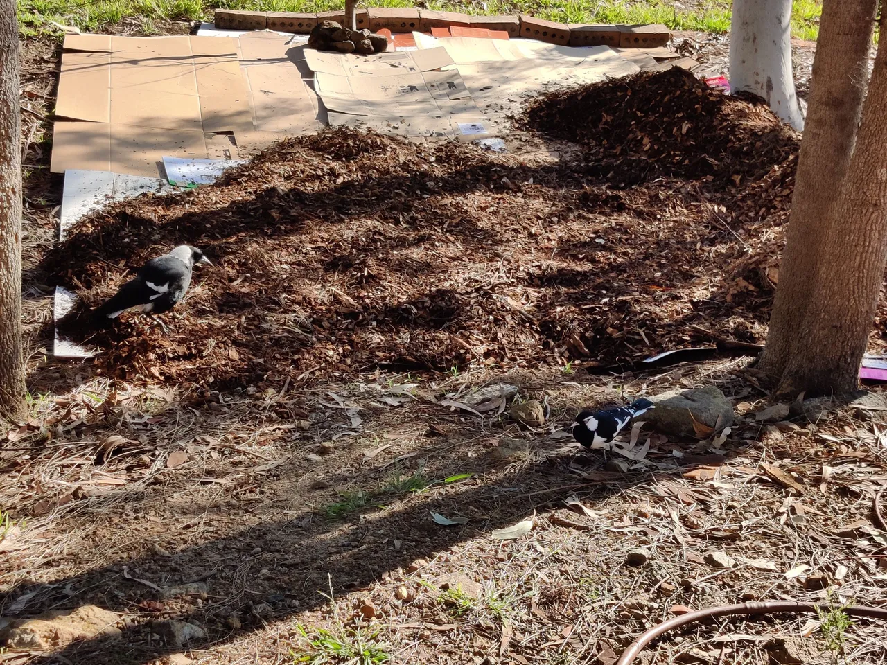 Bulbs in, and mulch some more... .jpg