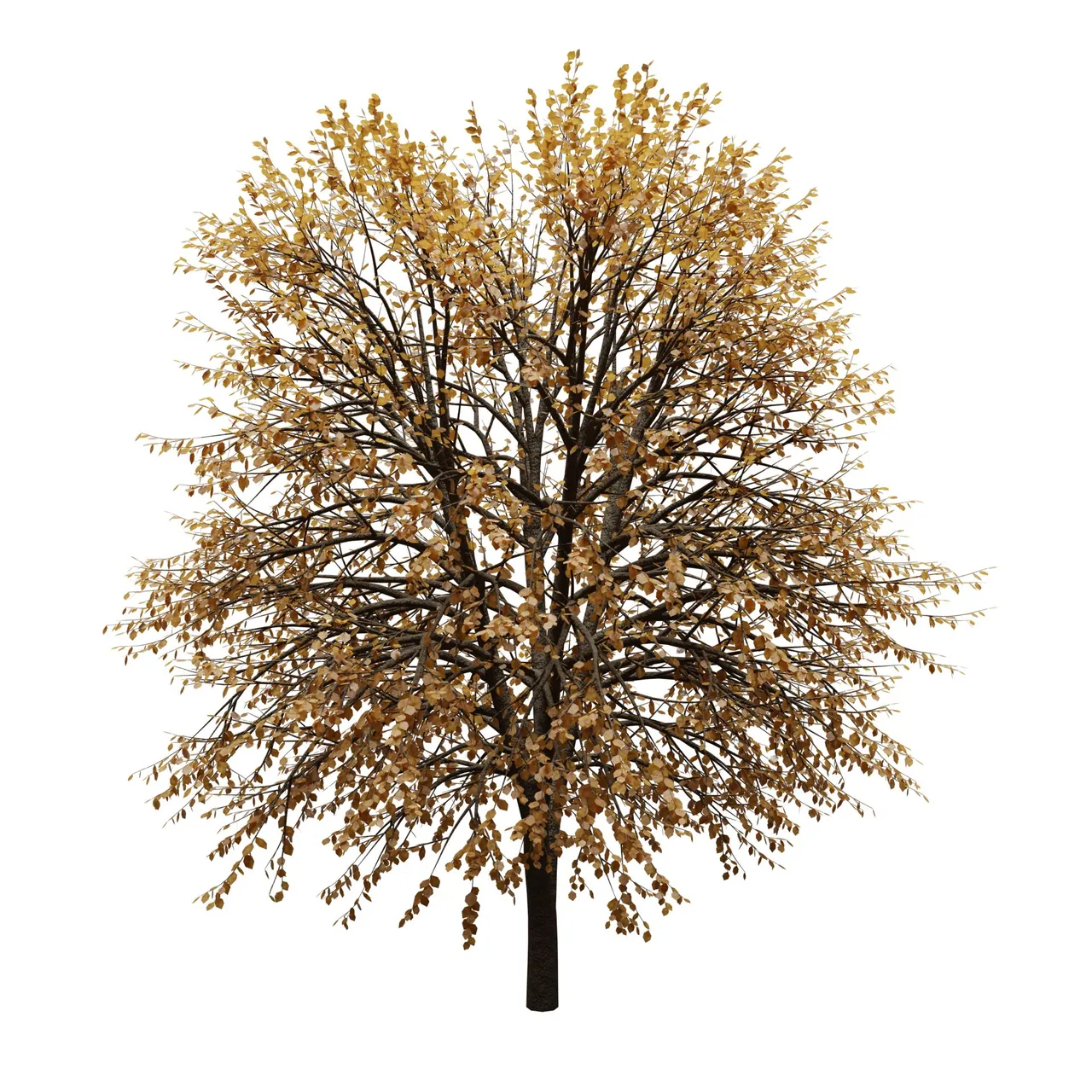 maple_tree_fall_left.png