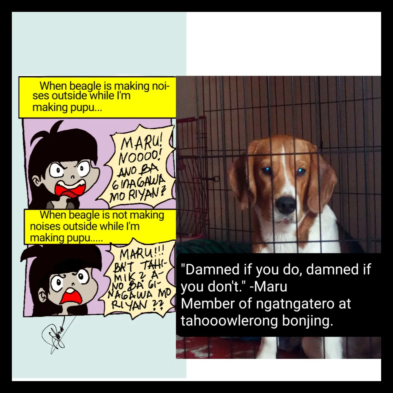 Maru.jpg