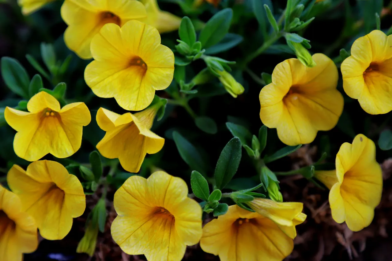 IMG_1500 yellow petunias.JPG