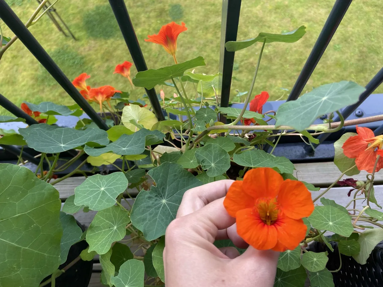 Nasturtium is one of my favorites.The flowers are edible, and its lovely on cakes. Overbloomed flowers are nice to use in icecbues too.