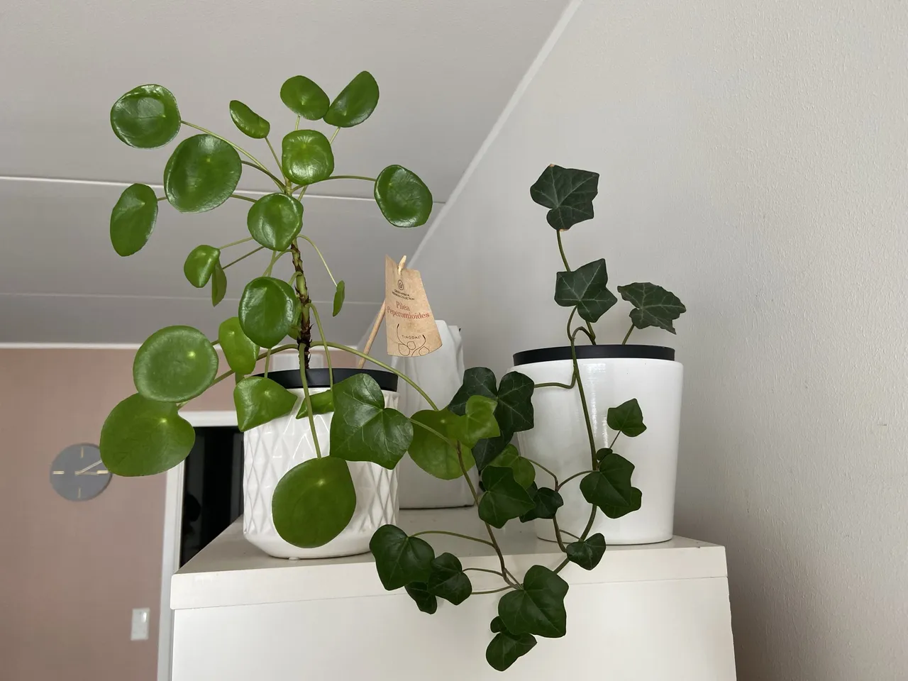 Pilea peperomiodes and Ivy. For those with cats, remember that Ivy is poisonous for them. Keep the Ivy at a place your cat cant reach.