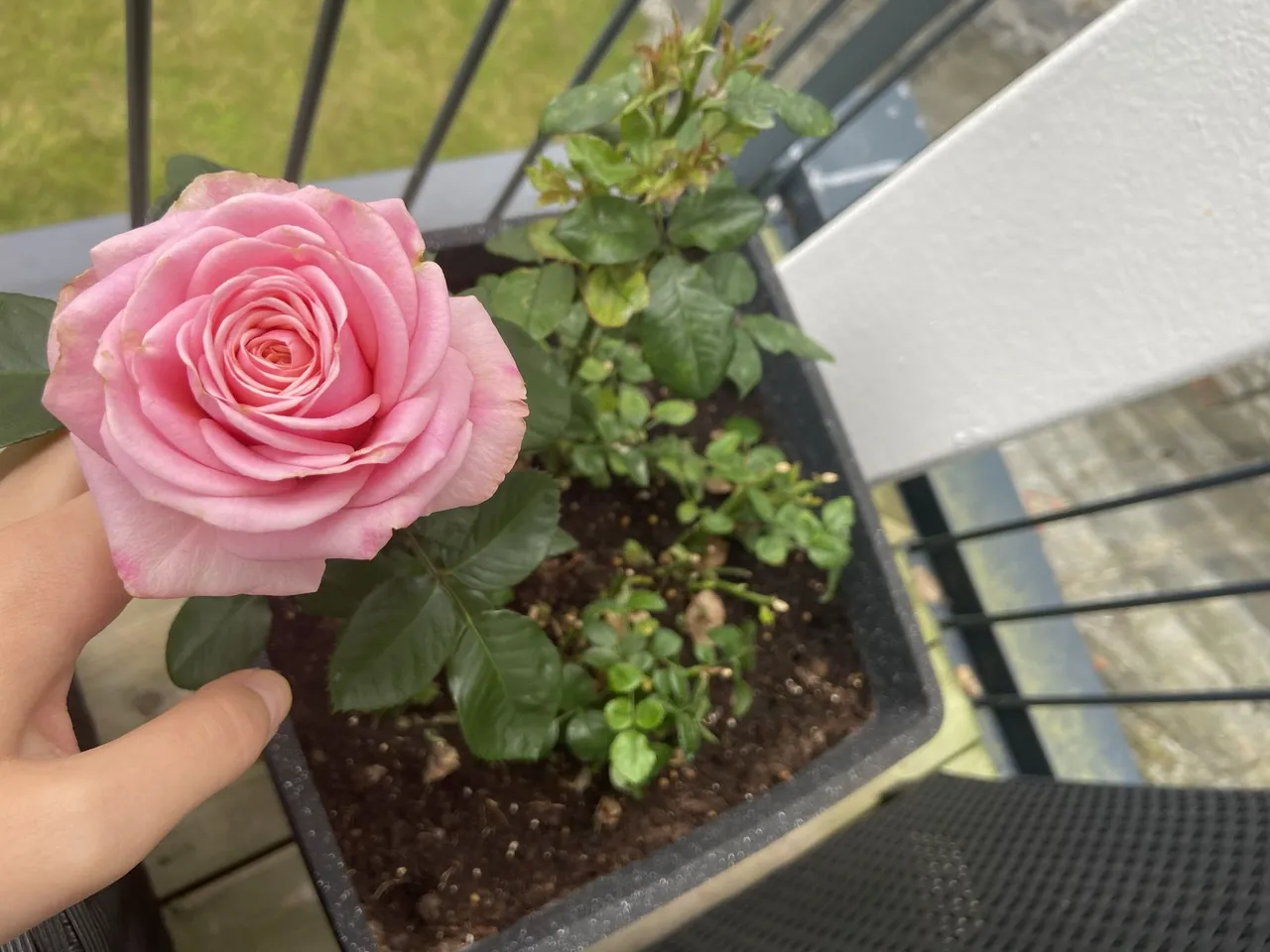 My only rose I had left, after I had to cut down the whole bush because of infections