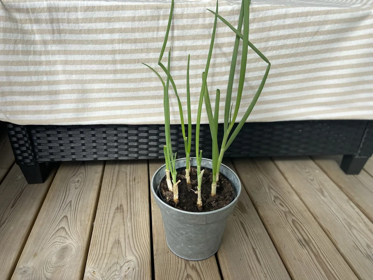 My spring onions looks kind of defeted. But it's only because of a lot of wind and because they grew very tall in no time!