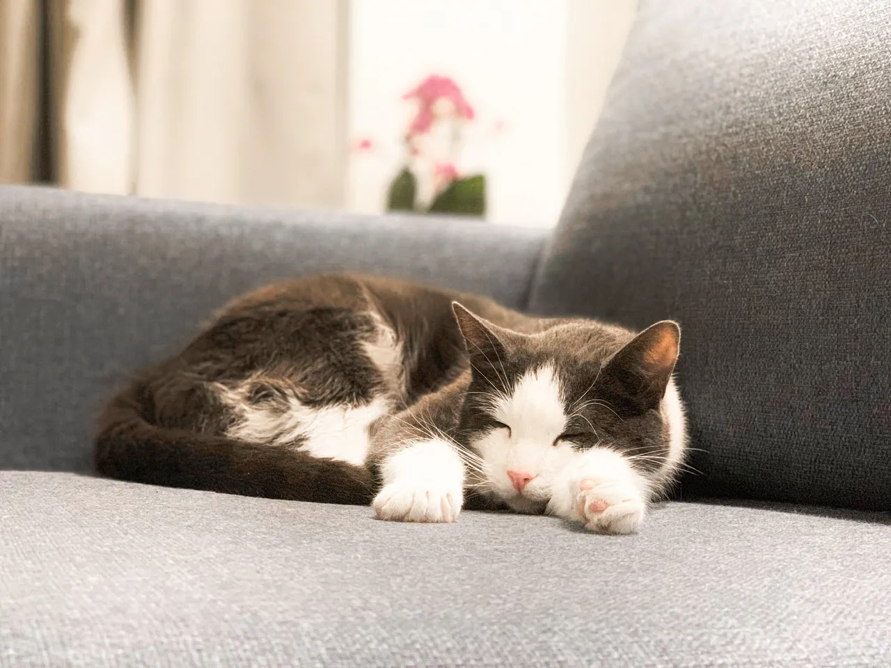 This is Leo, sleeping in his favorite spot on the sofa. Picture taking after one month