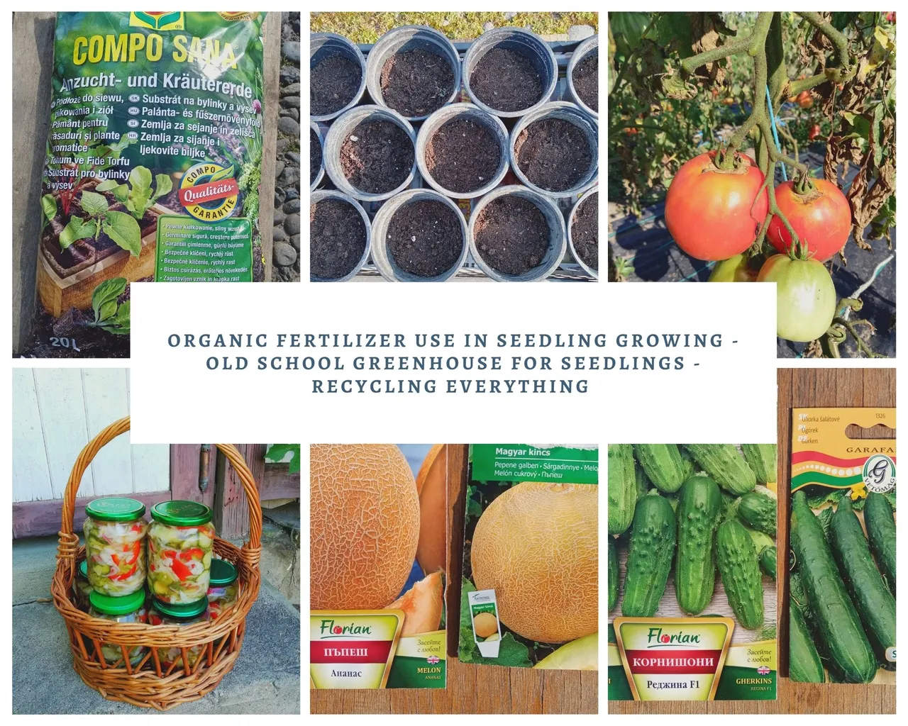 Organic Fertilizer Use In Seedling Growing - Old School Greenhouse For Seedlings - Recycling Everything.jpg