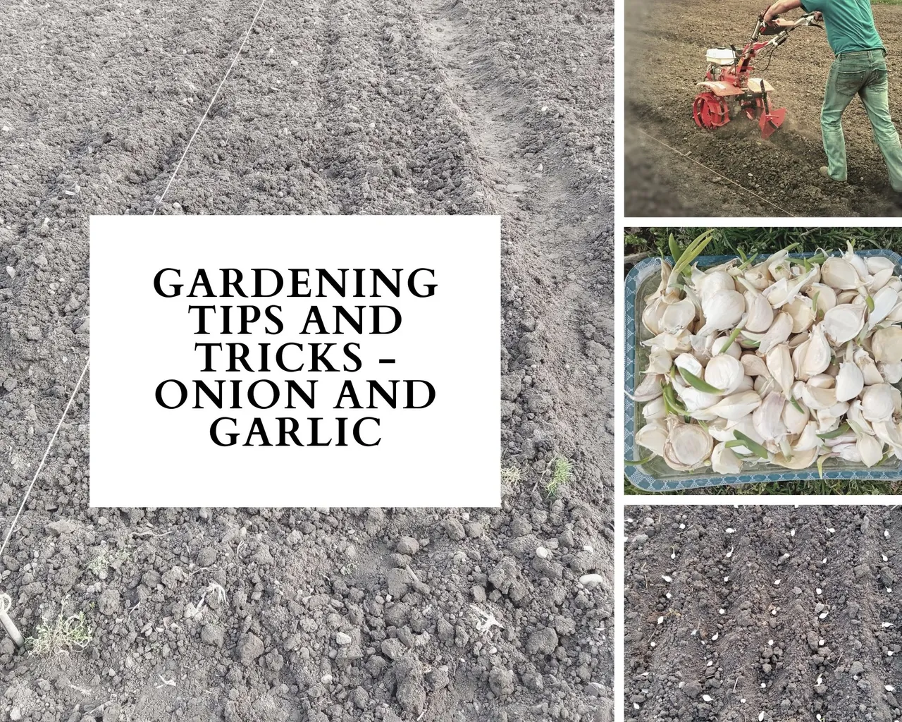 Gardening Tips and Tricks - Onion And Garlic(1).jpg