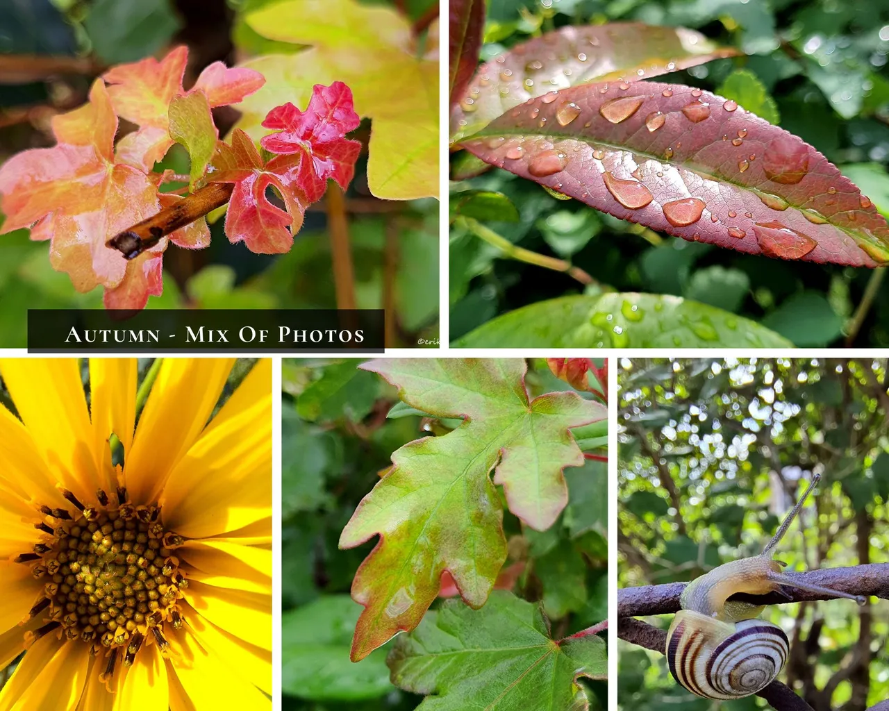 Autumn - Mix Of Photos.jpg