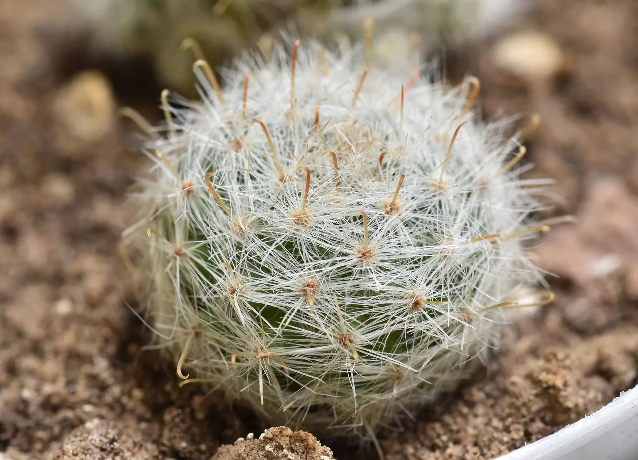 Mammillaria Glassii hairy cactus 07.2018.jpg