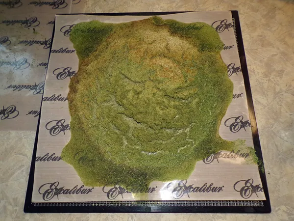 Celery salt  dried slurry crop August 2020.jpg