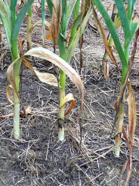 Garlic  3  4 dead leaves crop July 2020.jpg