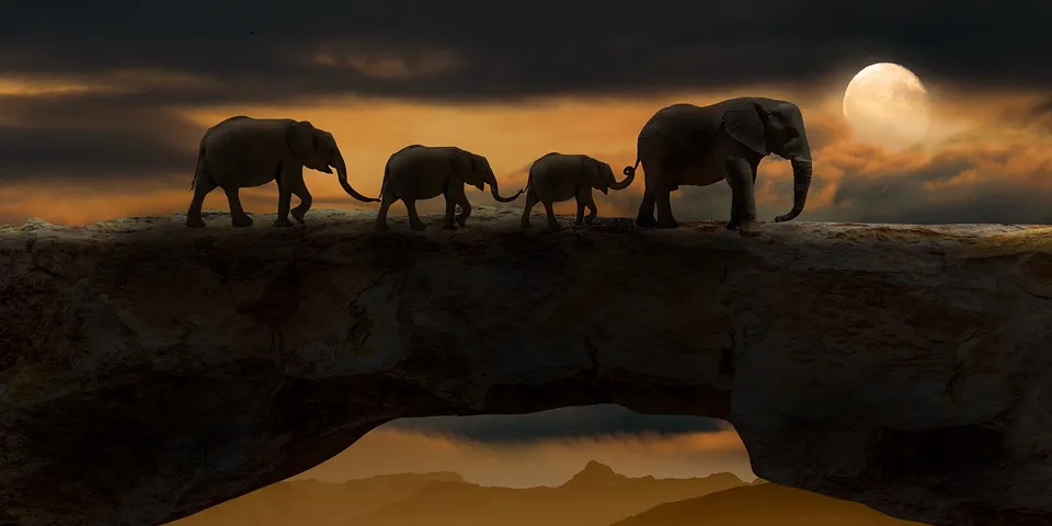 elephants-5661842_960_720.jpg