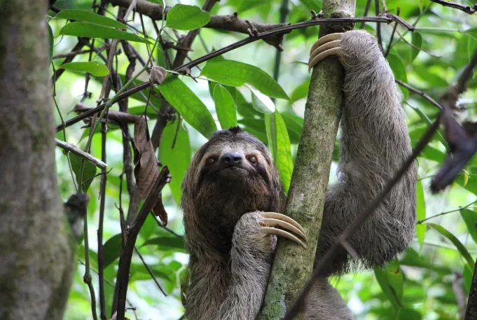 sloth-hanging.png