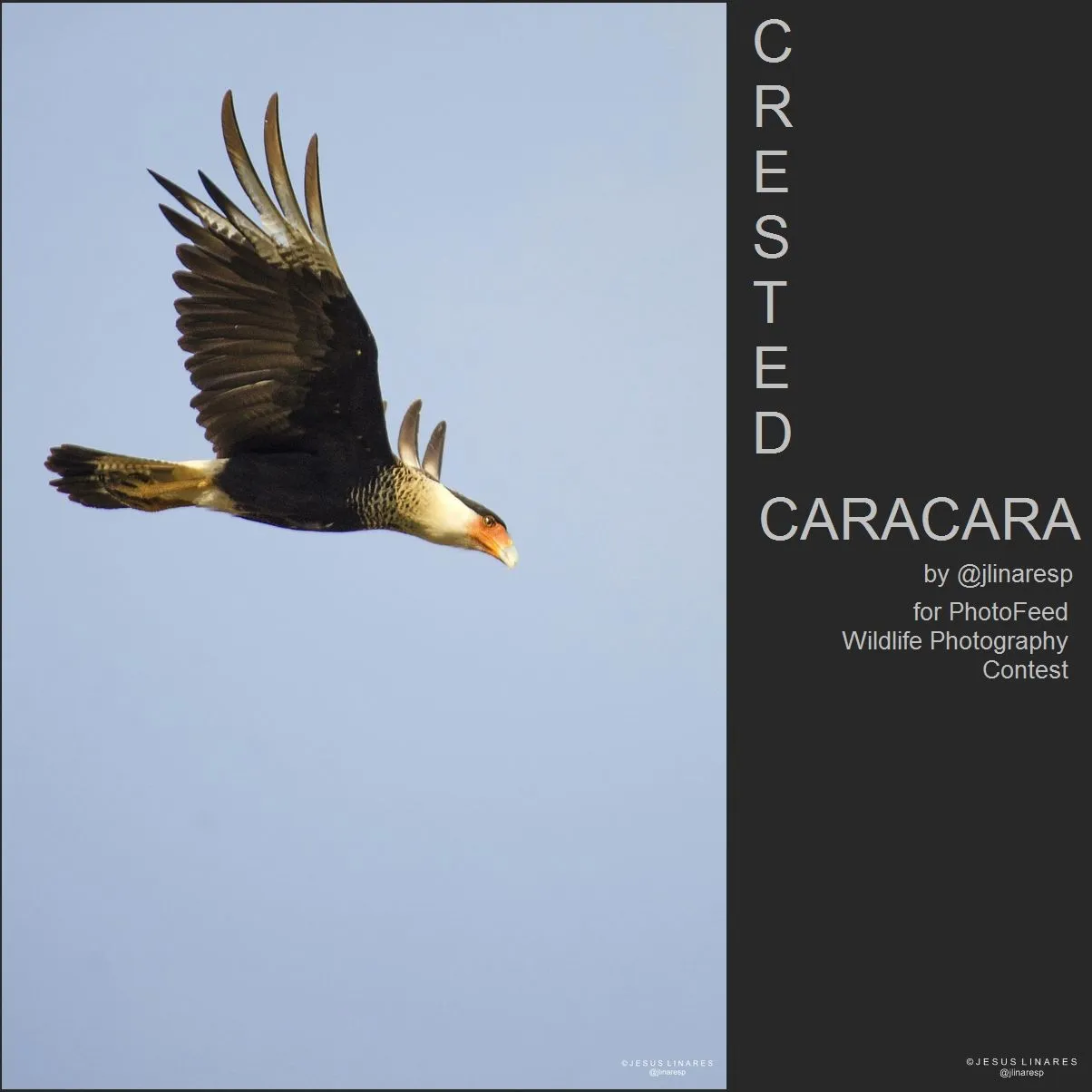 PhotoFeed Contest - Wildlife Photography  - Round 74 -  "CRESTED CARACARA" || ENG-ESP