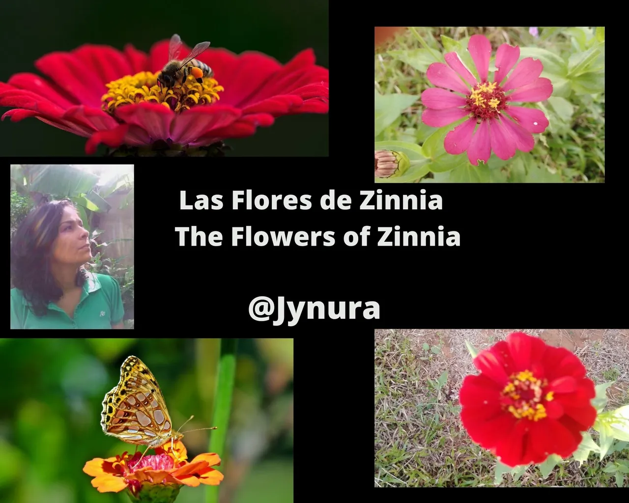 Las Flores de Zinnia  The Flowers of Zinnia (1).jpg