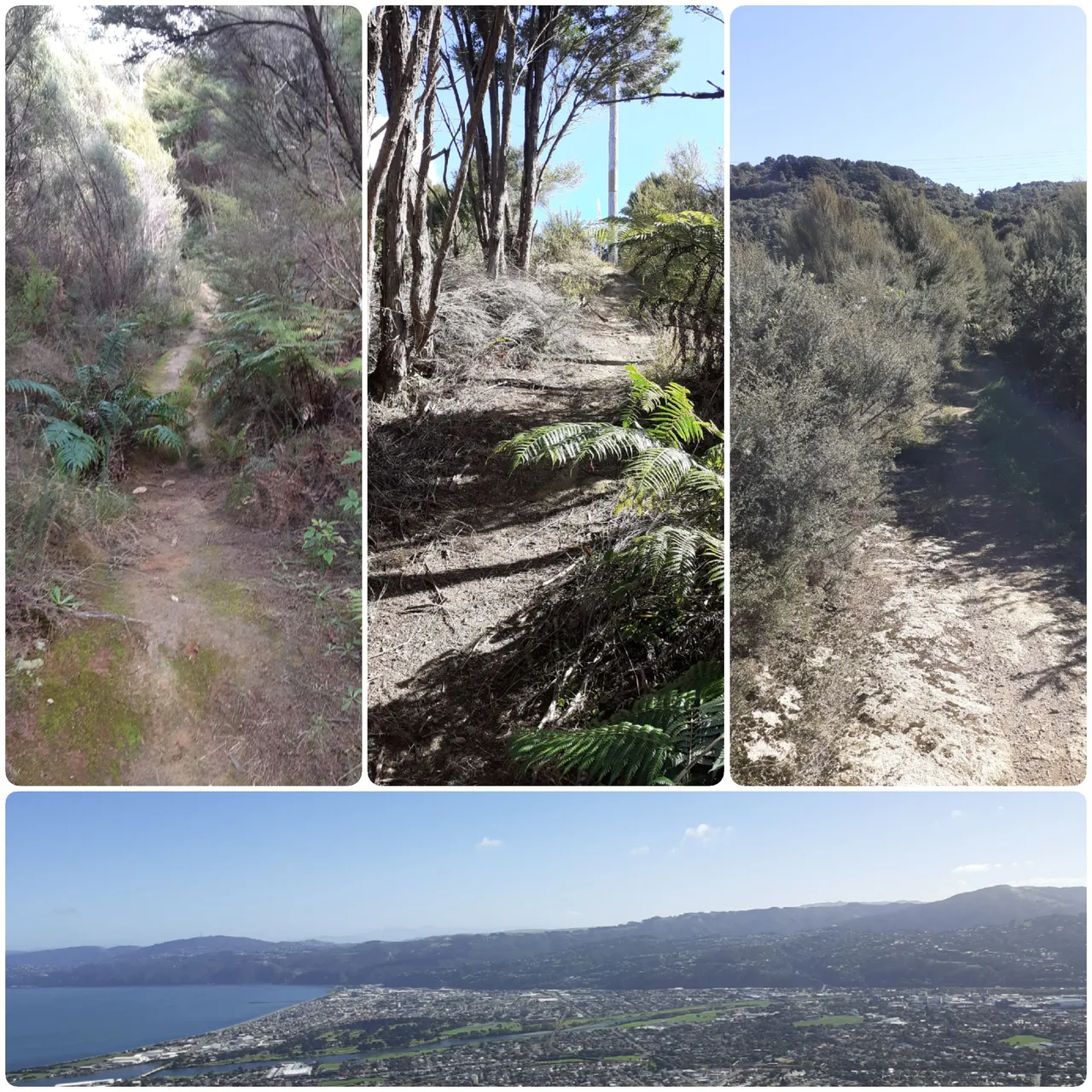 track much dryer than expected, stunning Wellington Harbour