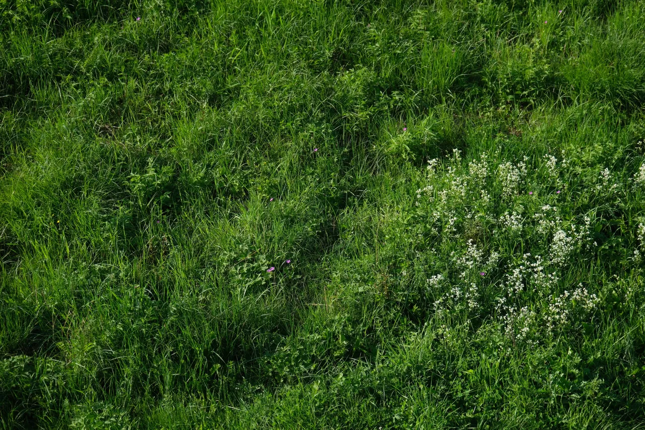 DSCF0580.png