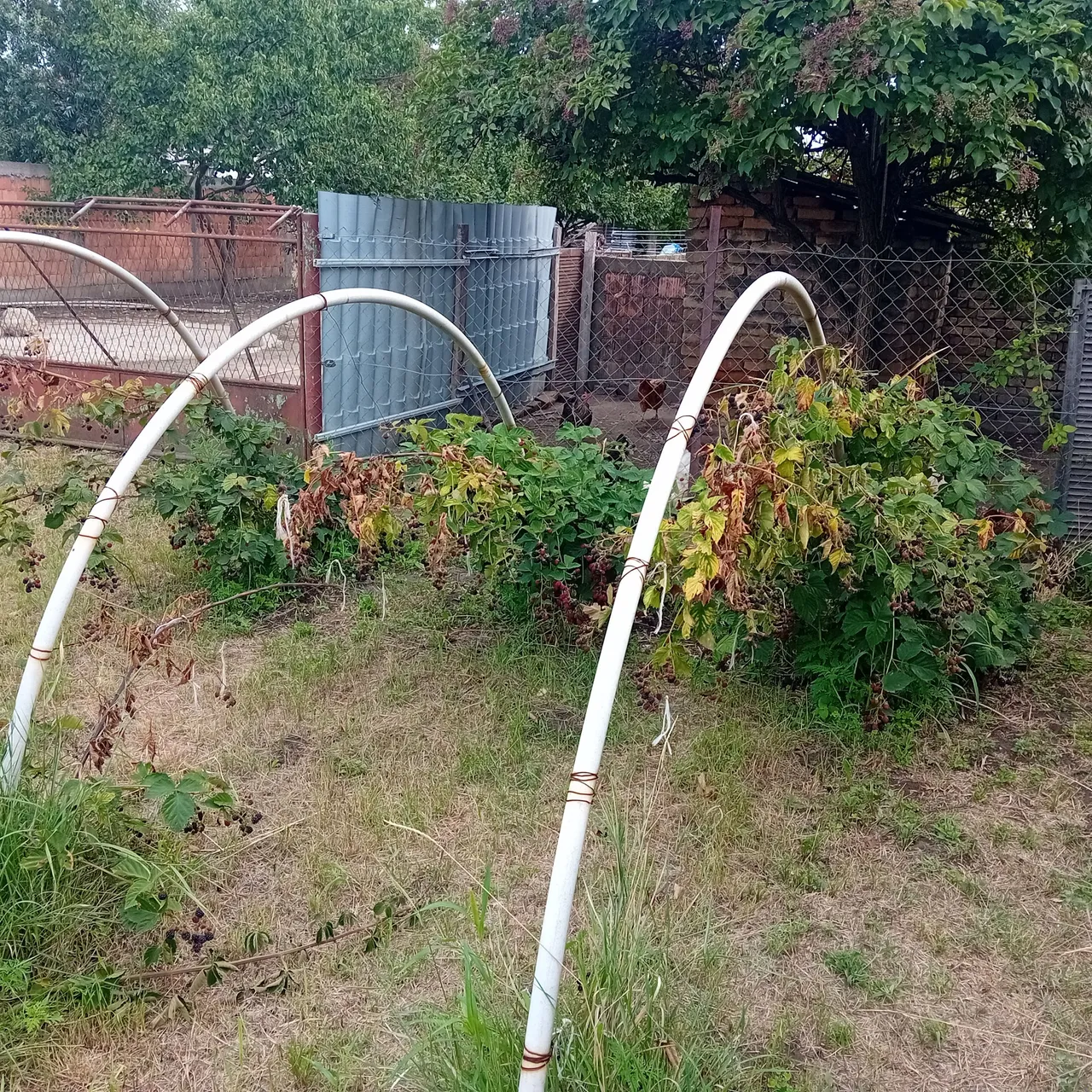 20250728_165650.jpg
