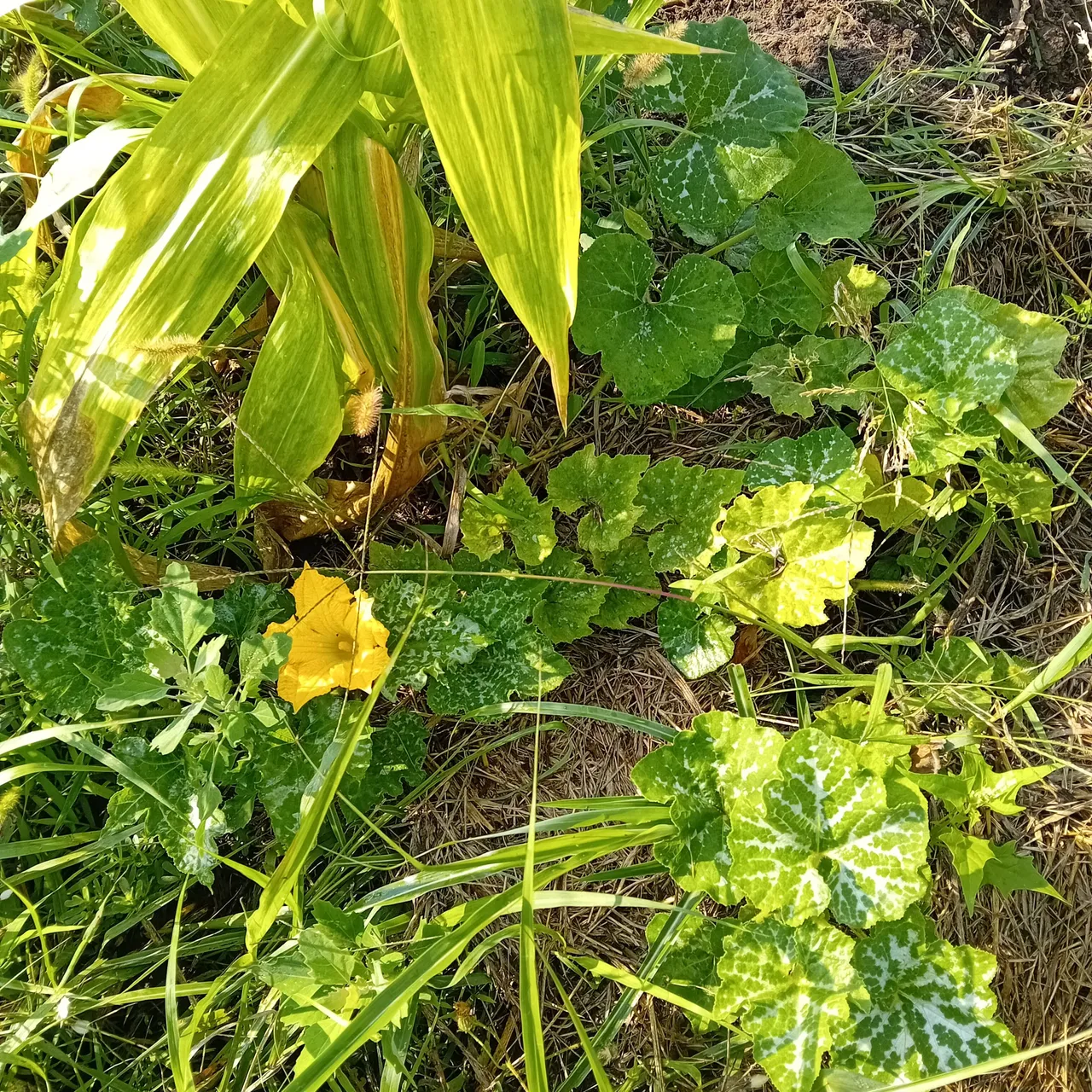 20250803_083434.jpg