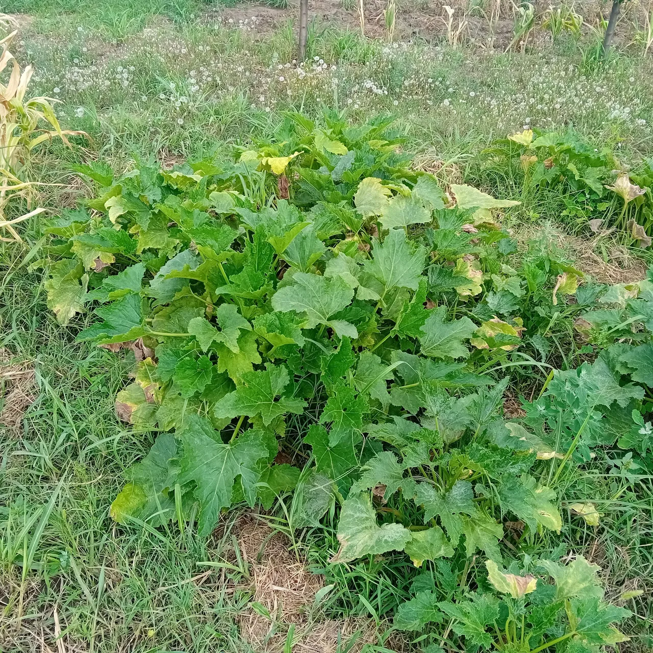 20250728_165226.jpg