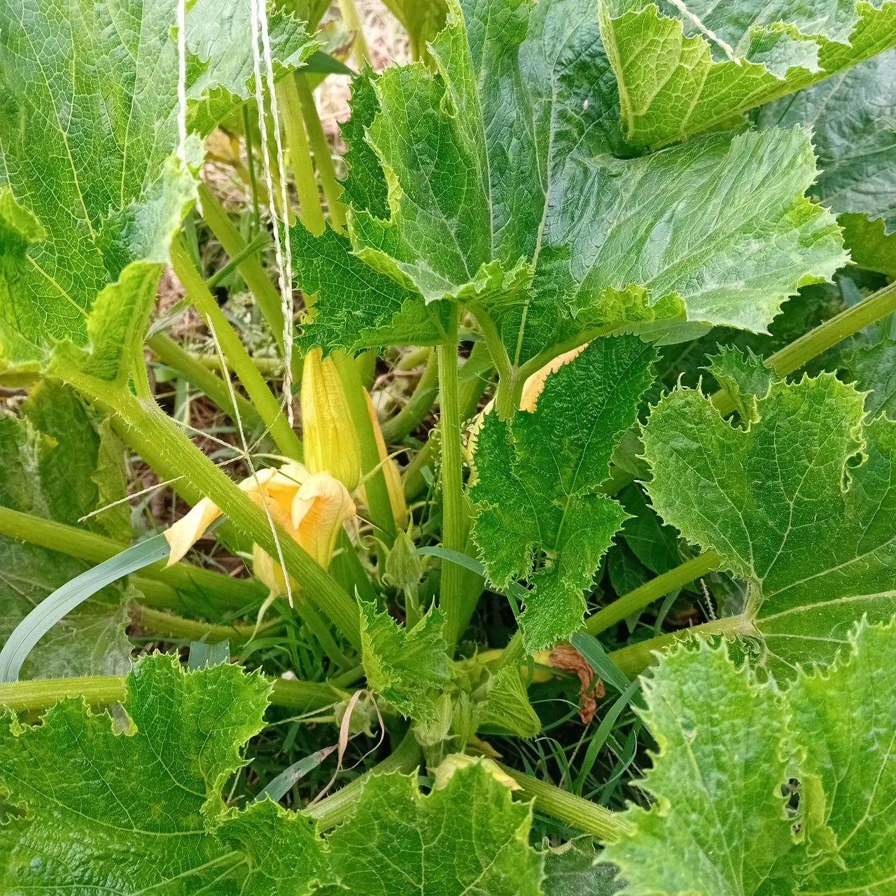 20250728_165205.jpg