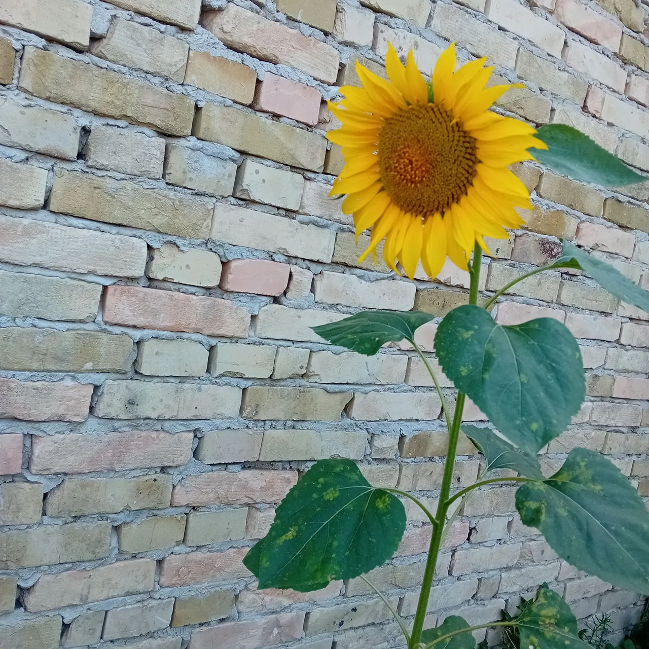 20250722_174148.jpg