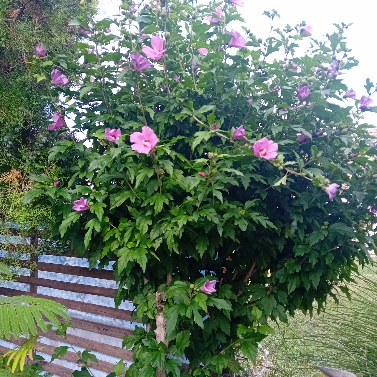 20250728_164629.jpg