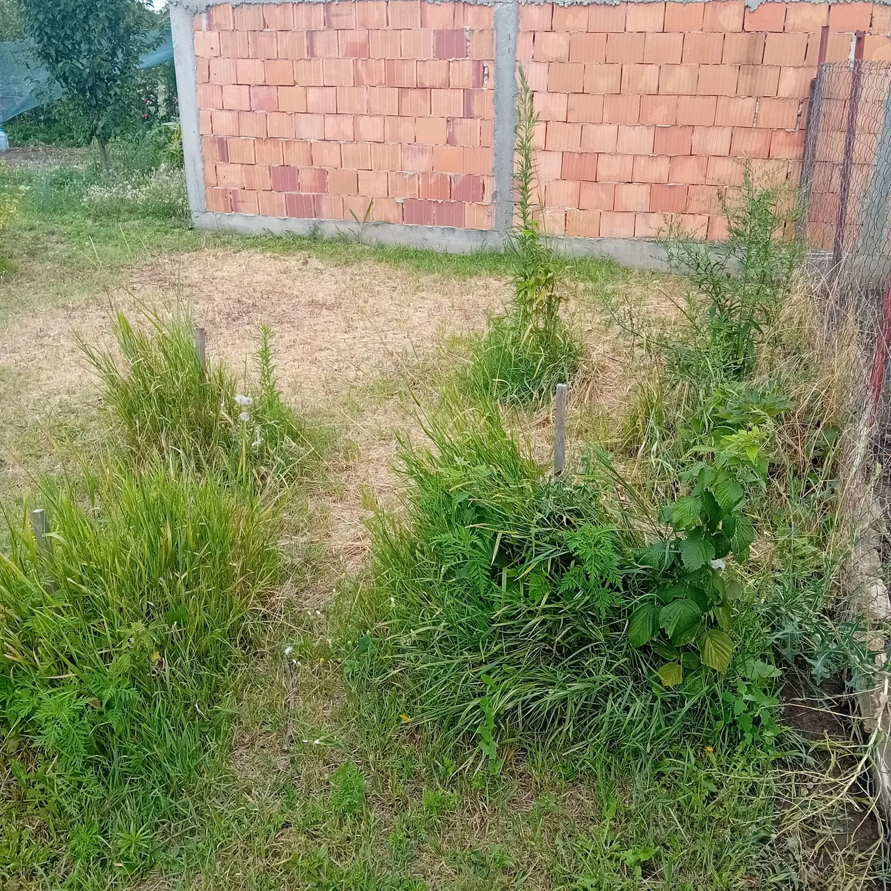 20250728_164959.jpg