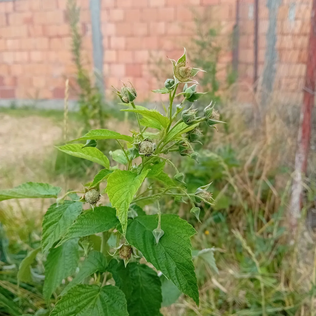 20250728_164941.jpg