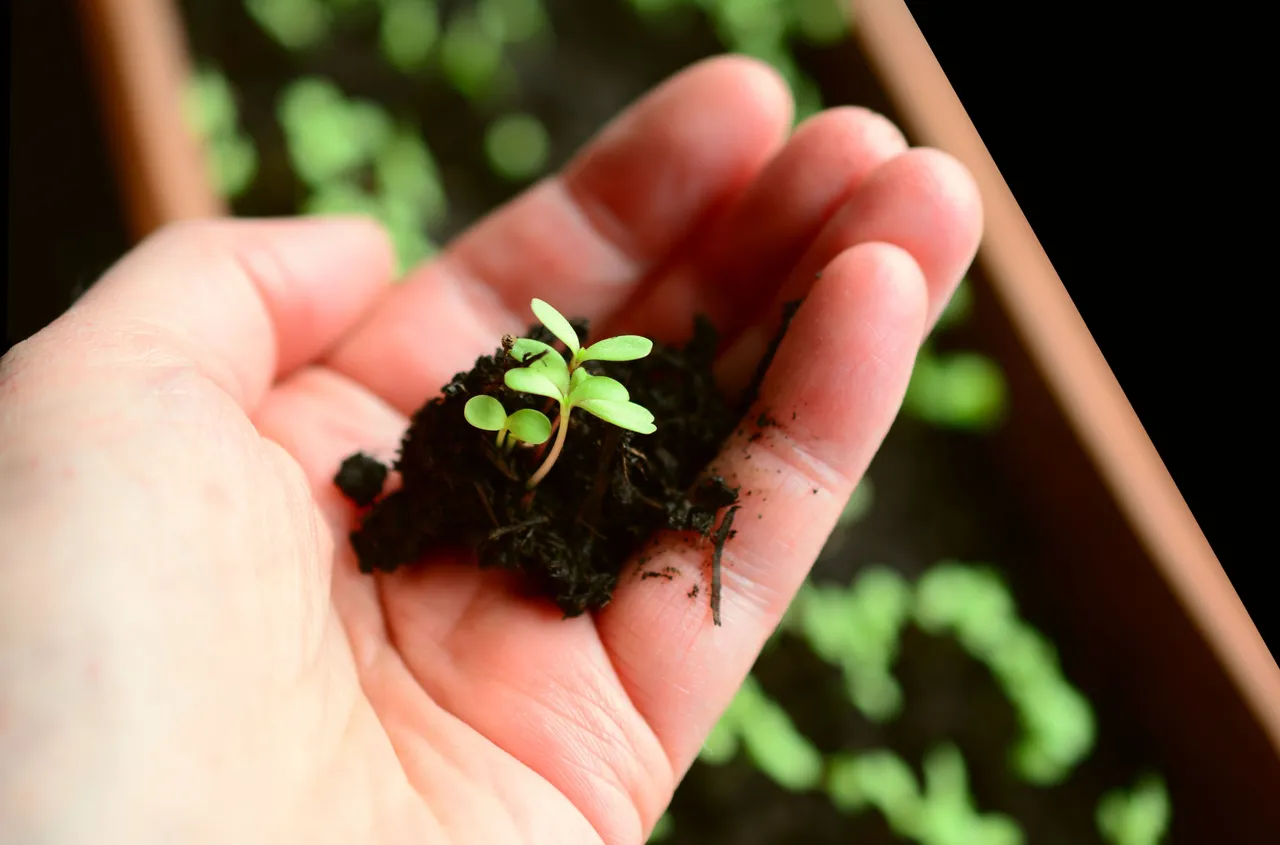 plant-4036159.jpg