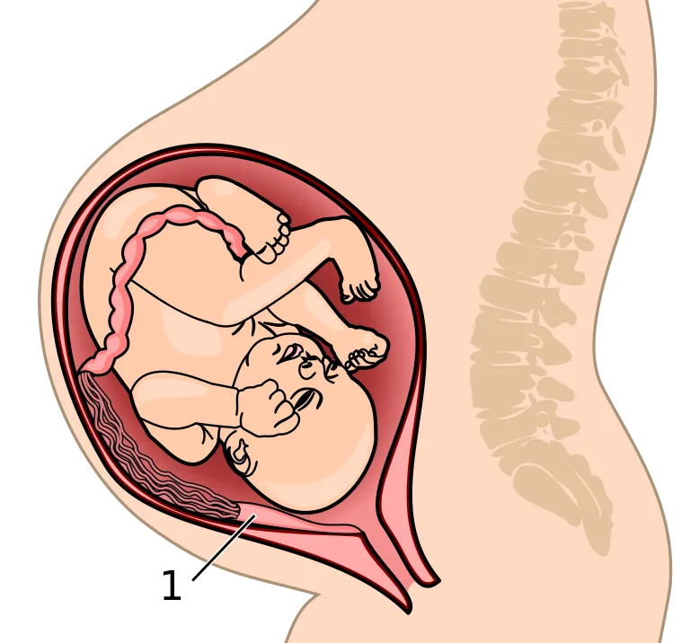 Placenta_system.svg.png