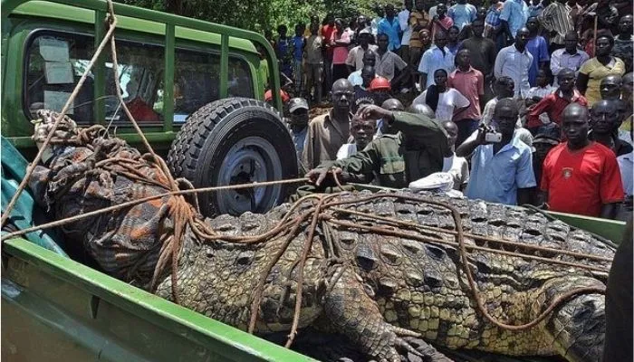 Croc_Ugan_GettyImages.jpg