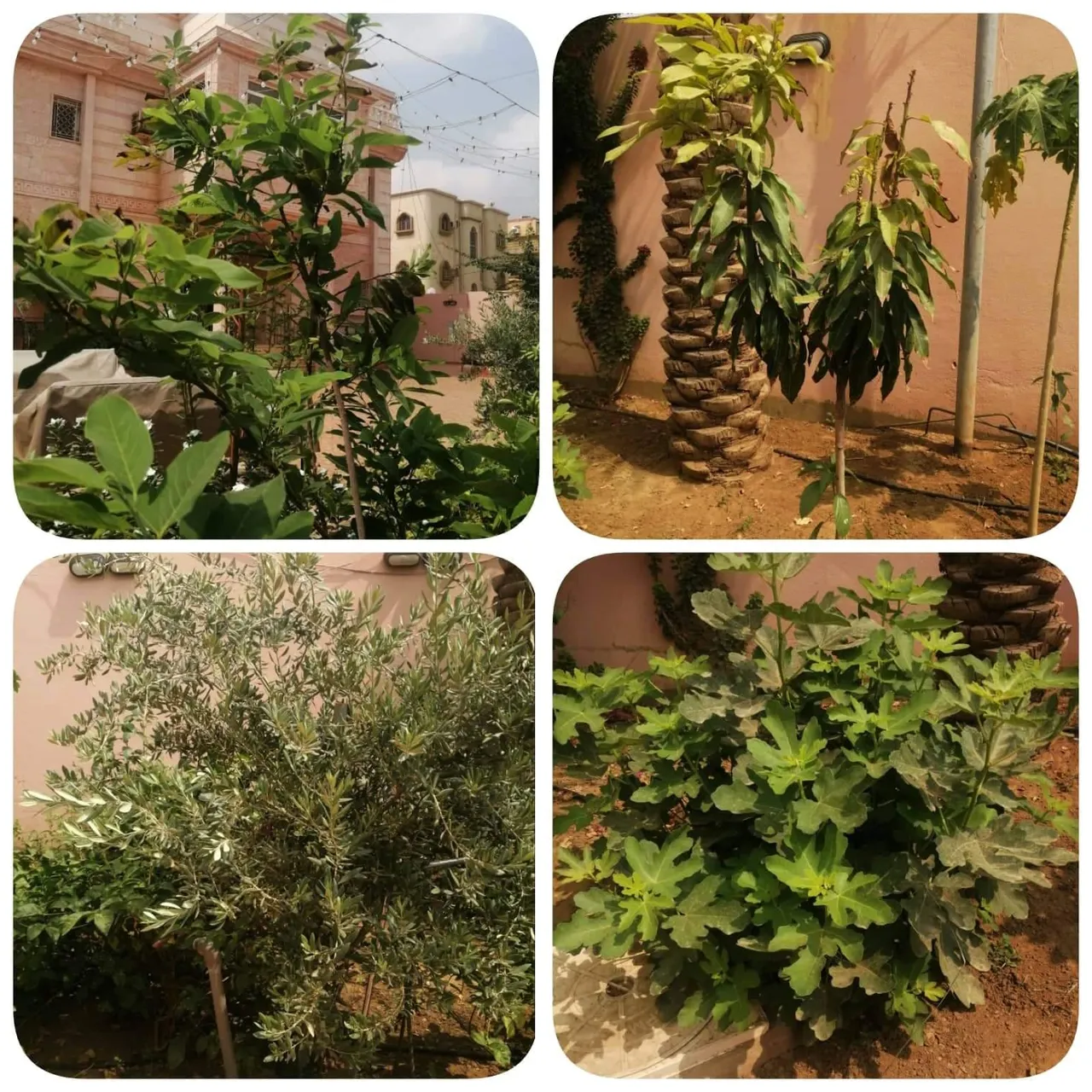 received_617051846454999.jpeg
