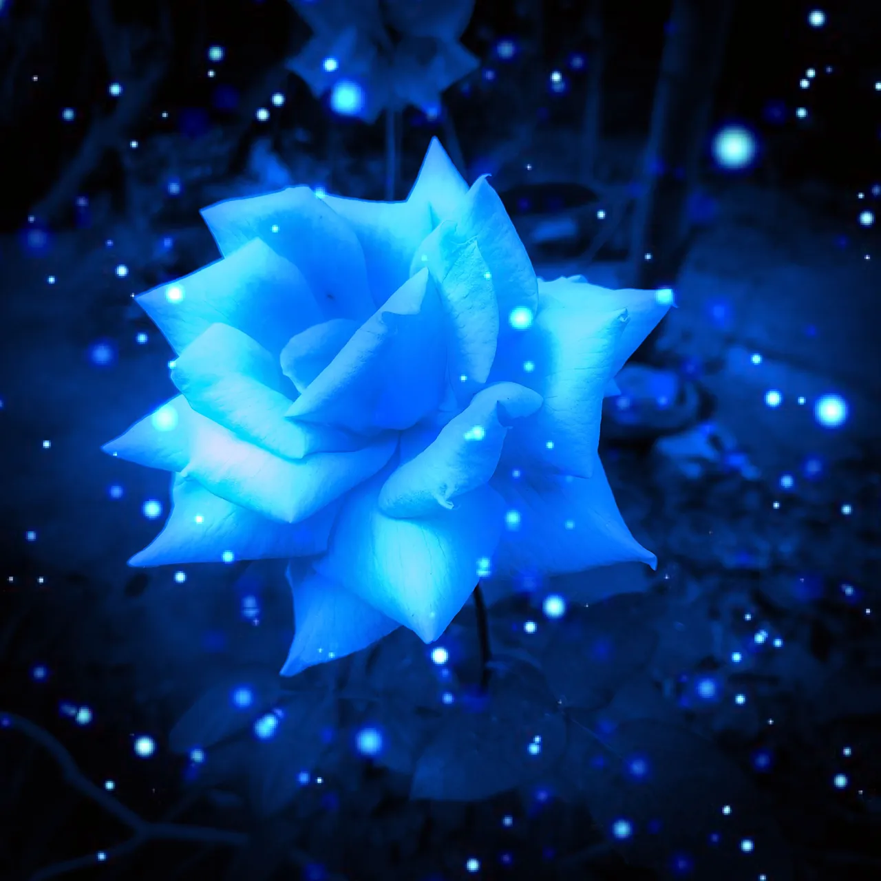 Blue Rose 2.1.jpg