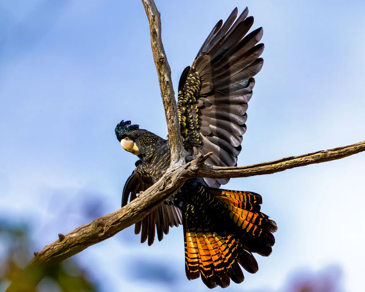 black-cockatoos-6.jpg
