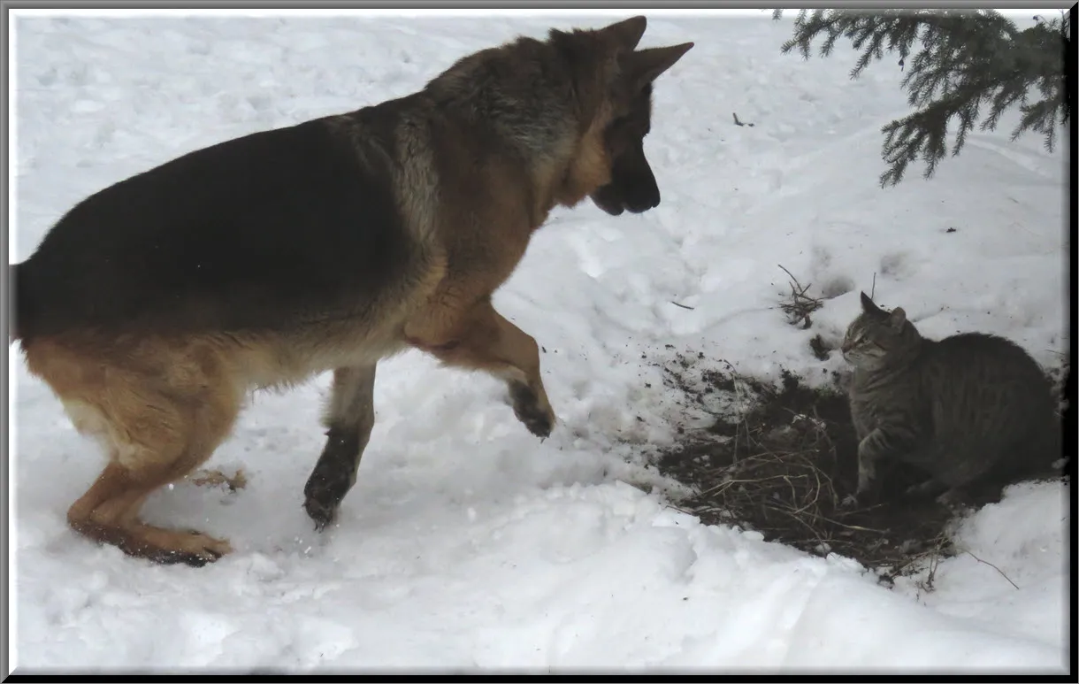 Bruno jumping towards JJ who looks warily at him.JPG