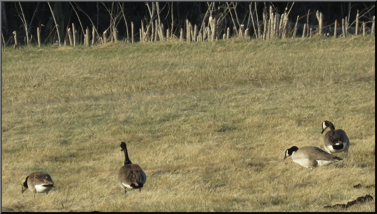 geese feeding in field.JPG