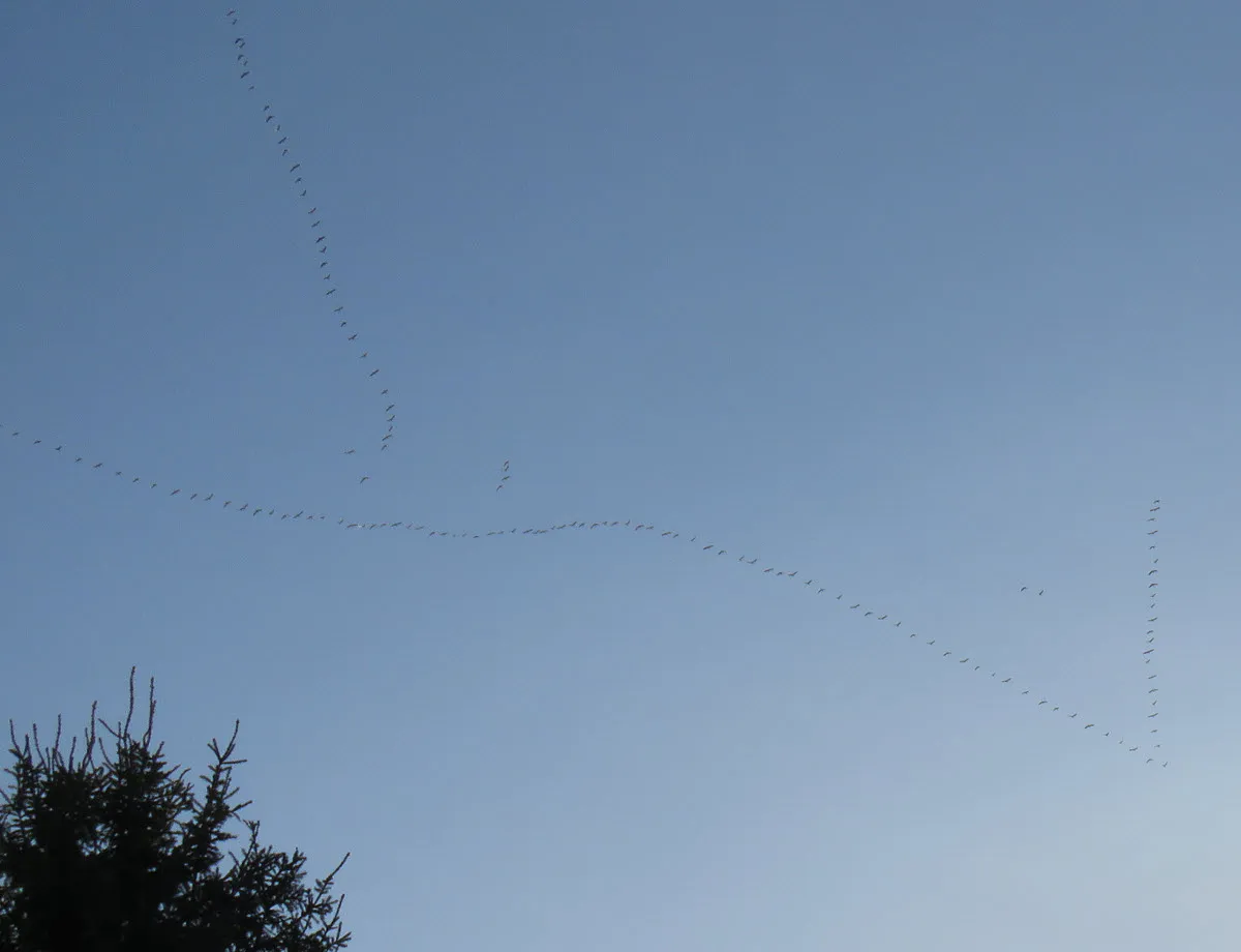large flock of snow geese in flight.JPG