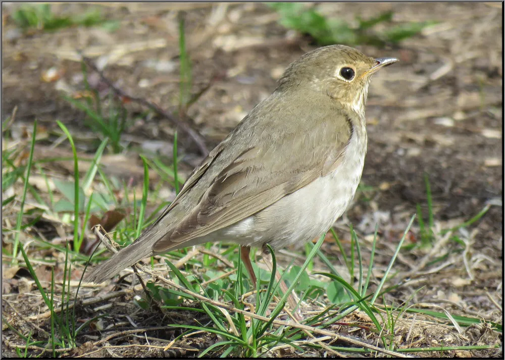 close up thrush in grass.JPG