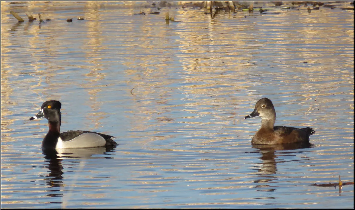 pair gold eye swimming.JPG