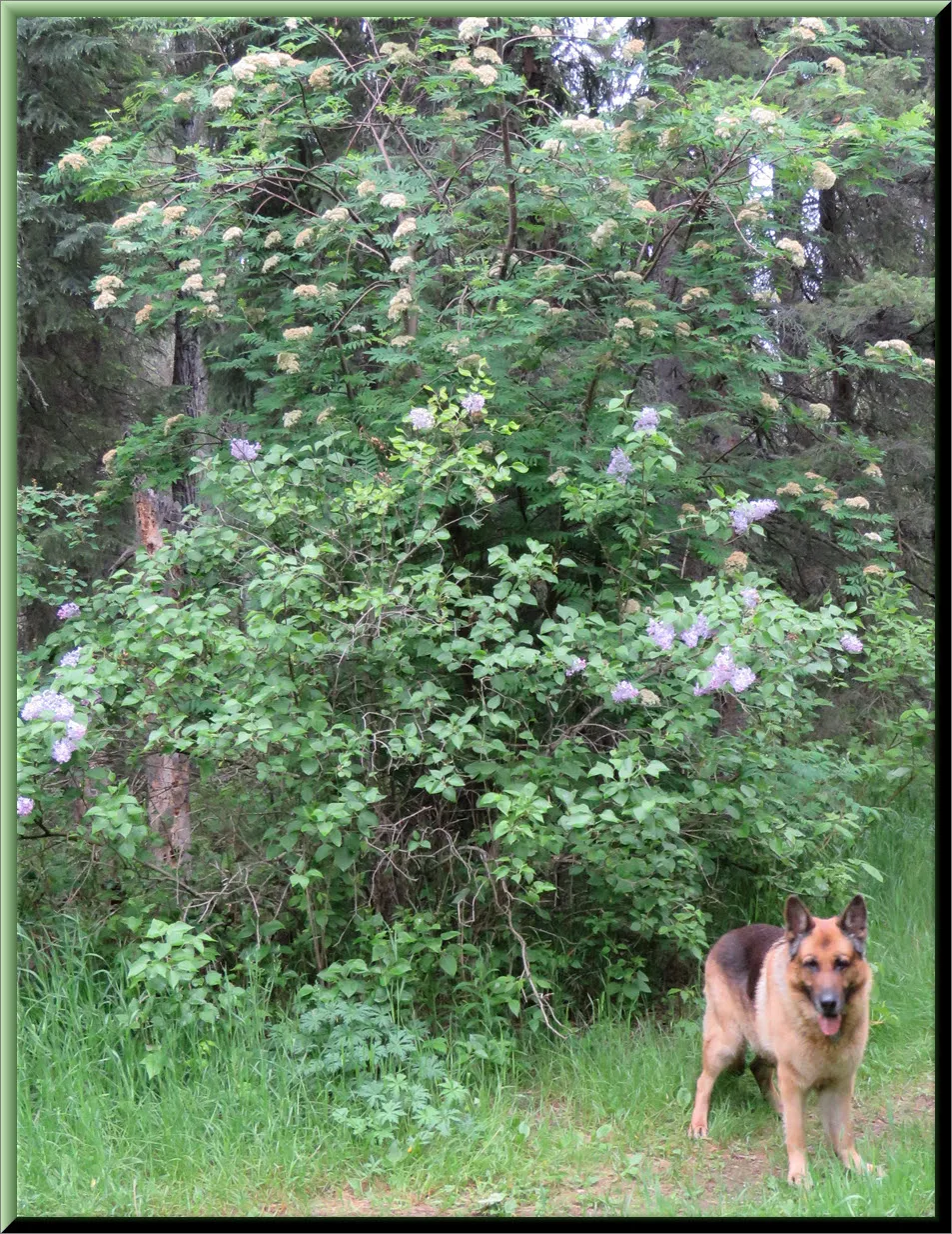 Bruno standing by blooming lilac and mountain ash.JPG