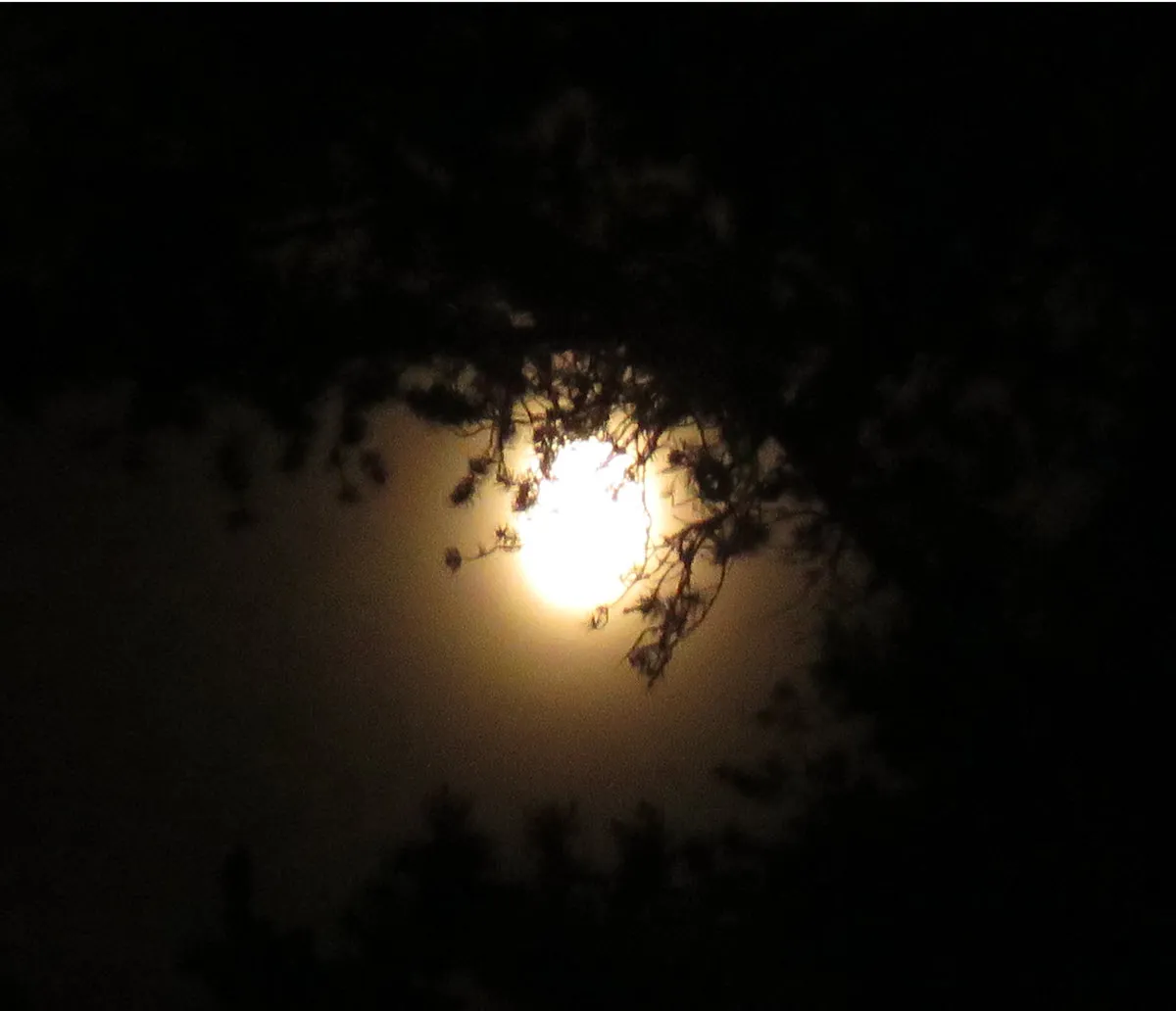 close up bright orange moon beneath a pine bough.JPG