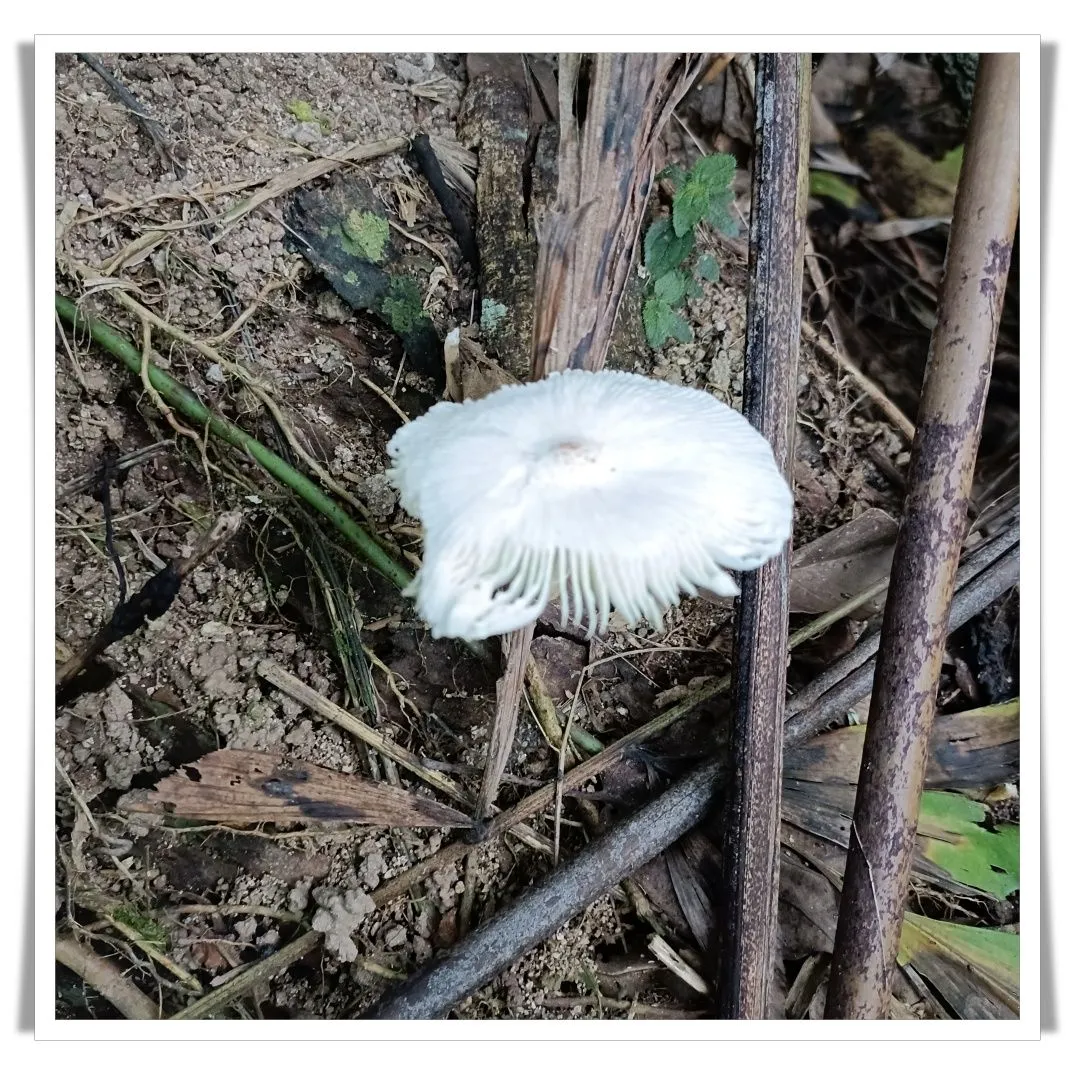 MUSHROOM1.jpg