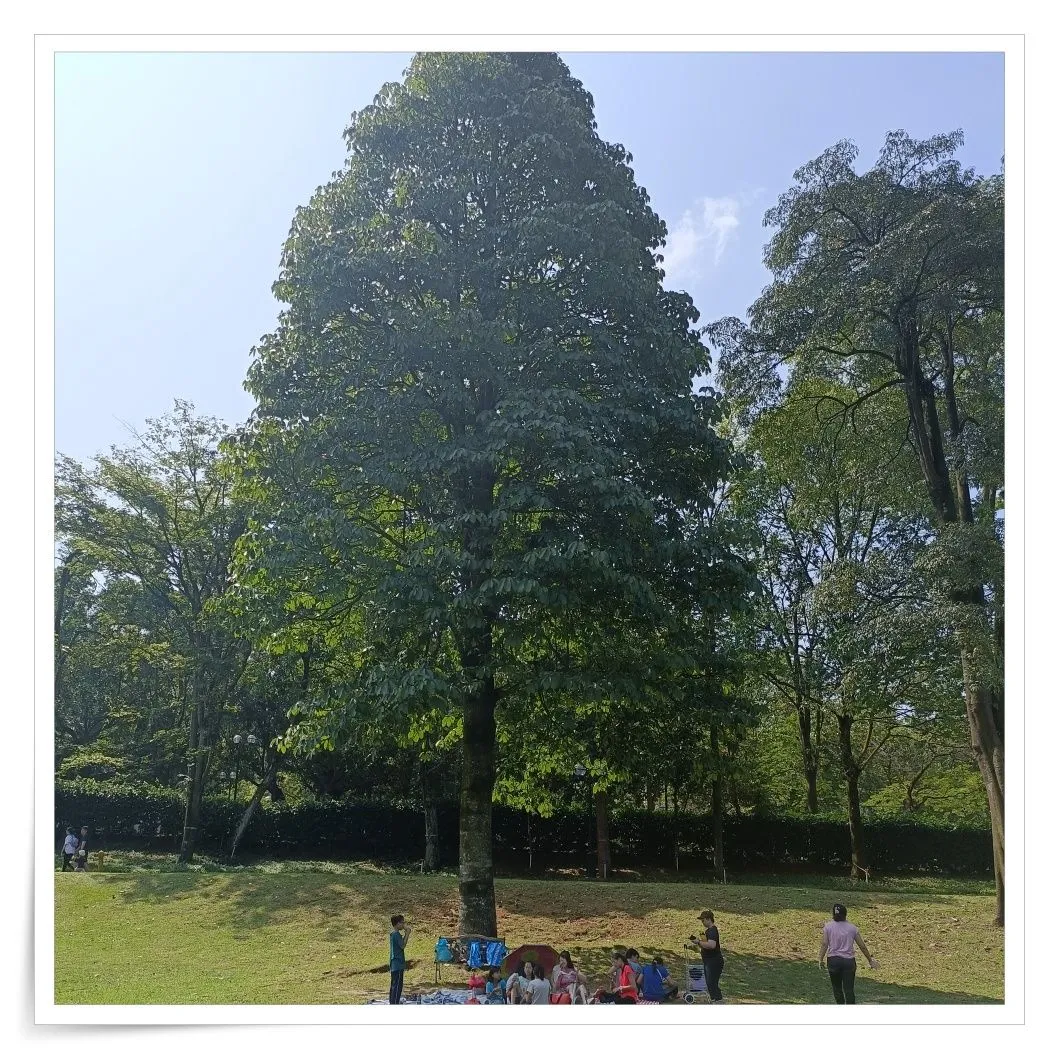 BIG TREE.jpg