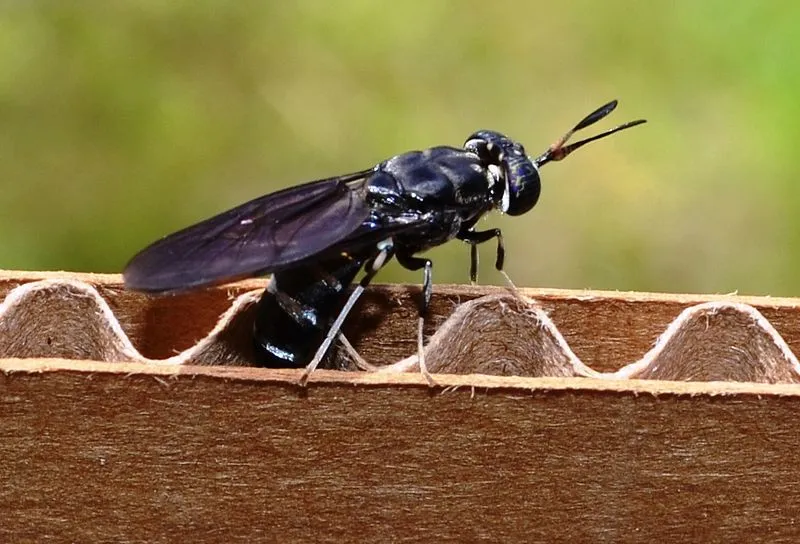 800px-Black_soldier_fly_depositing_eggs_in_cardboard.jpg