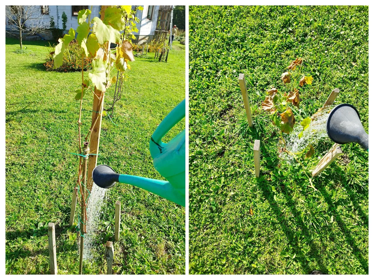 IMG_20231014_113413-COLLAGE.jpg